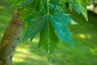 Platanus x hispanica (acerifolia)  'Suttneri' - platan javorolistý - list
